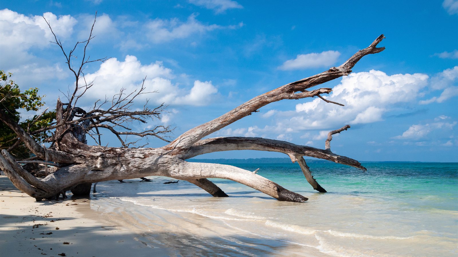 Shallow sandy lagoon with pale green water and low trees